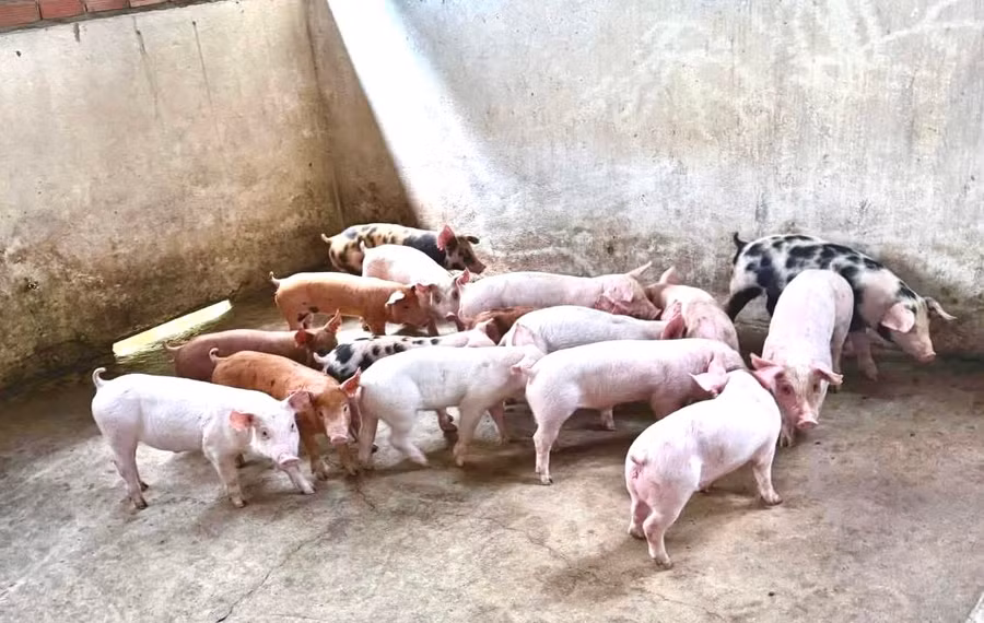 sau-tet-nguyen-dan-heo-hoi-lien-tiep-rot-gia.jpg