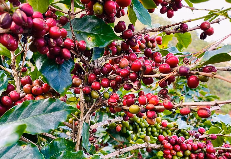ca-phe-robusta-boc-hoi-hon-200-usdtan-chi-trong-1-tuan.jpg