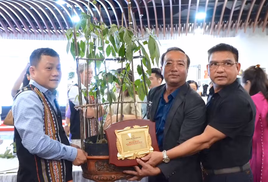 truong-sinh-group-dau-gia-thanh-cong-cay-sam-ngoc-linh-35-nam-tuoi-tri-gia-725-trieu-dong.jpg