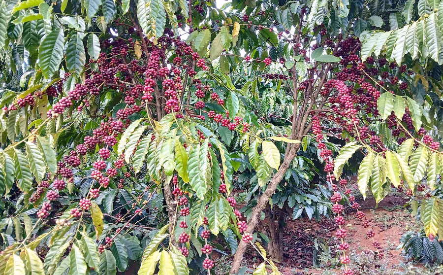 ngay-9-4-gia-ca-phe-trong-nuoc-giam-manh-4000-dongkg-ho-tieu-tang-nhe.jpg