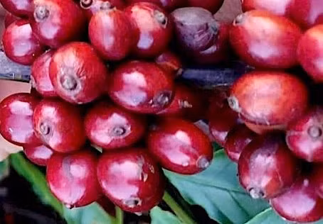 gia-ca-phe-tang-tro-lai-ho-tieu-di-ngang.jpg