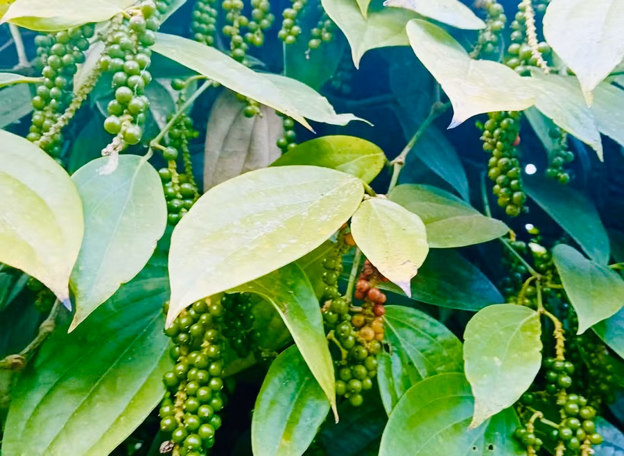 gia-ca-phe-va-ho-tieu-cung-di-lui-trong-ngay-cuoi-thang-2.jpg
