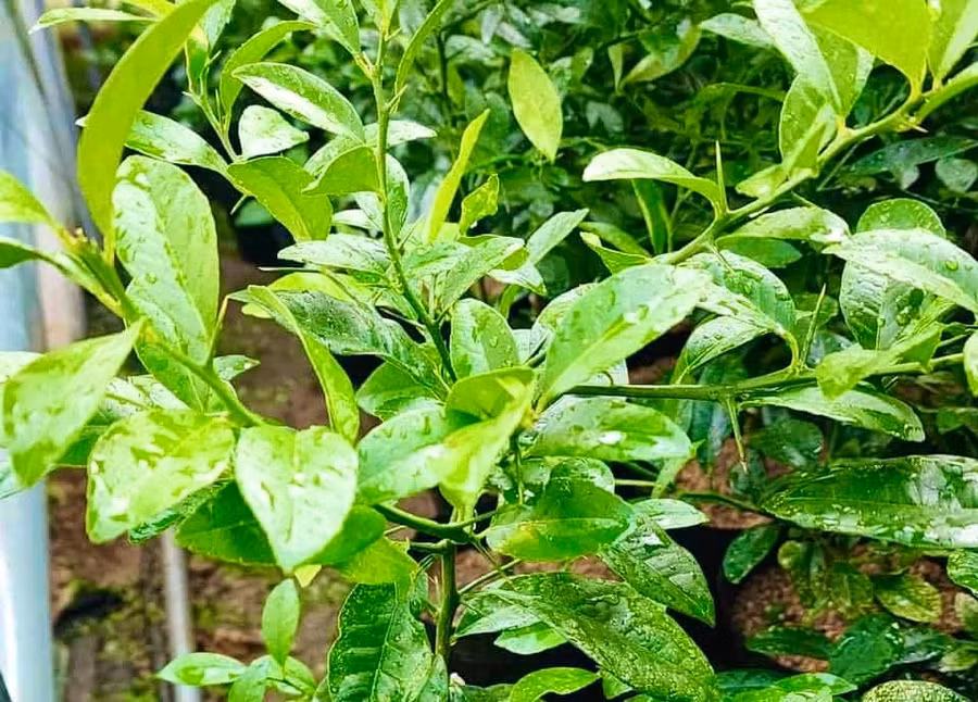 gia-tri-suc-khoe-bat-ngo-cua-la-chanh-khong-nen-bo-qua.jpg