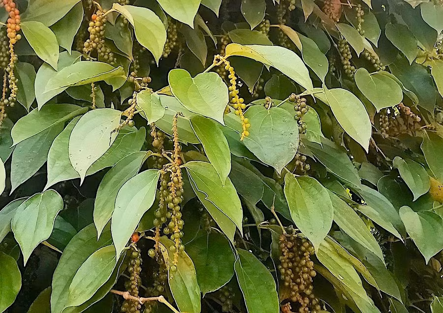 gia-ho-tieu-giam-manh-den-3000-dongkg-sau-nhieu-ngay-di-ngang.jpg