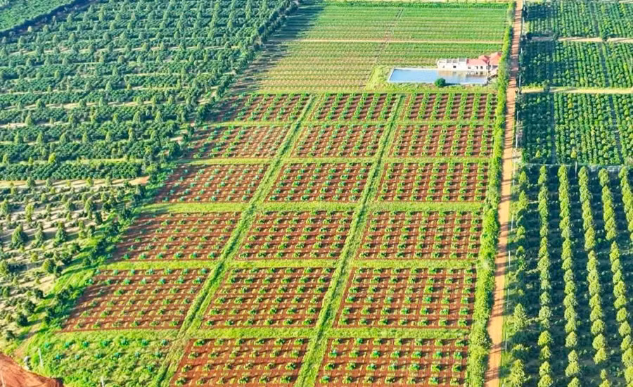 cong-ty-tnhh-san-xuat-va-dich-vu-tamba-hien-so-huu-tren-150-ha-trang-trai-ca-phe-canh-tac-theo-huong-ben-vung.jpg