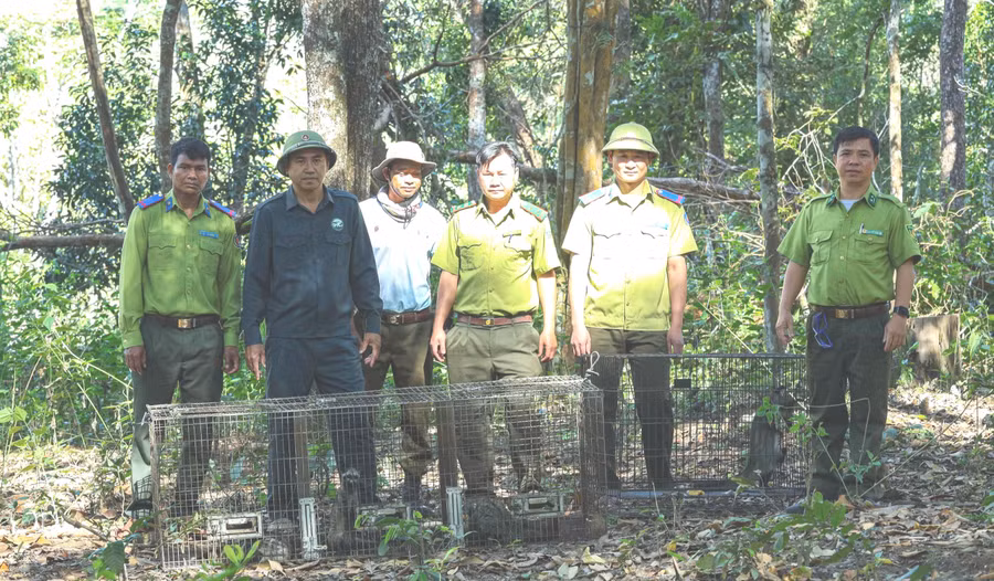 cac-don-vi-phoi-hop-tai-tha-4-ca-the-cay-voi-huong-ve-moi-truong-tu-nhien-sau-mot-thang-duoc-cuu-ho-cham-soc.jpg