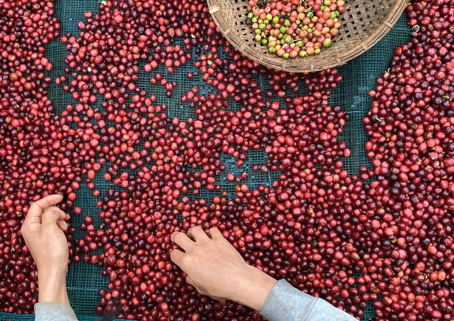 ngay-23-10-gia-ca-phe-tang-them-1100-1200-dongkg.jpg