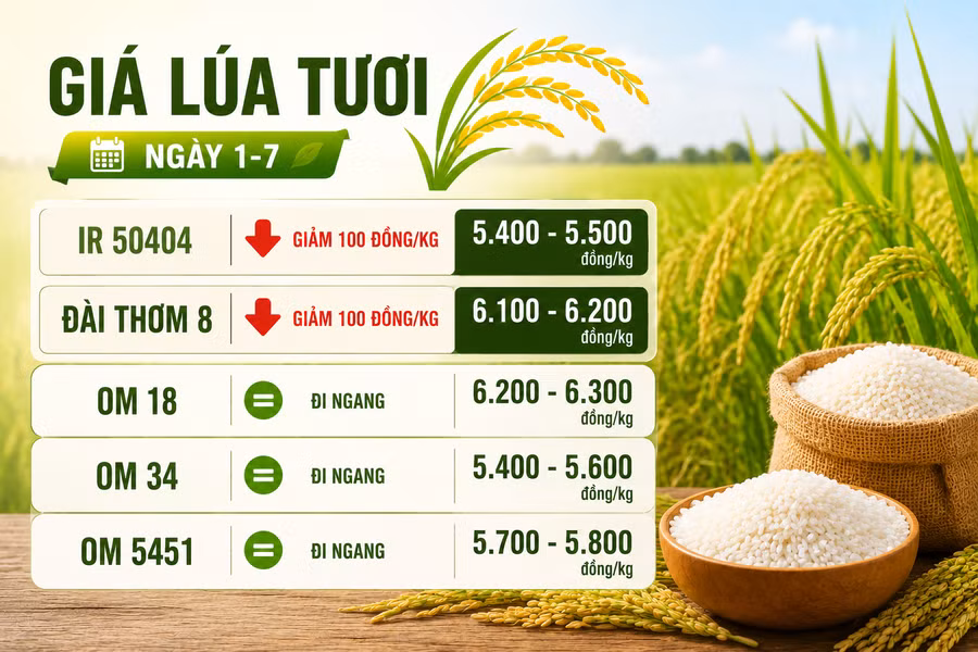 gia-lua-tuoi-1-7.png