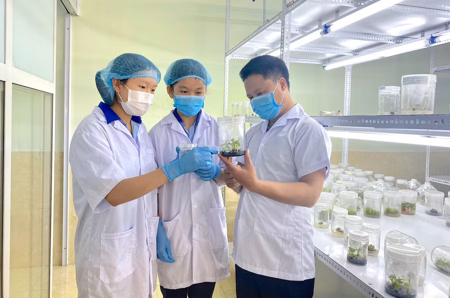 em-nguyen-mai-linh-bia-trai-lop-10a4-truong-thpt-chi-lang-tp-pleiku-quan-sat-su-sinh-truong-cua-cay-giong-sau-cay-mo-duoi-su-huong-dan-cua-giao-vien-anh-moc-tra.jpg