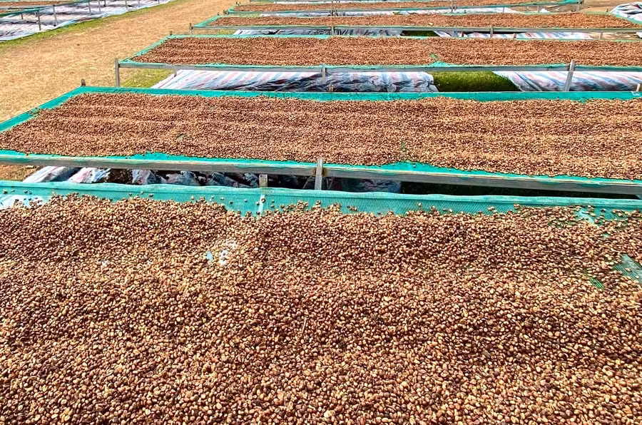 gia-ca-phe-robusta-xuong-day-6-thang-arabica-thap-nhat-trong-15-thang-qua.jpg