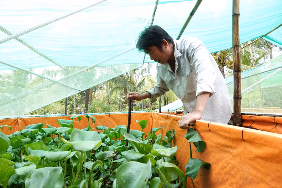 Bể nuôi cà cuống làm bằng khung sắt, phủ bạt, đặt ngoài trời và thả thêm rong rêu, lục bình cho chúng sinh sản