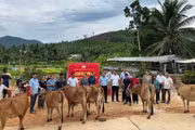Xã Kim Sơn bàn giao 6 con bò sinh sản cho hộ nghèo 
