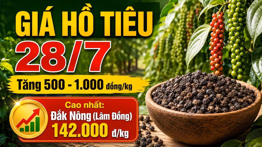gia-ho-tieu-hom-nay-28-7-2026-blg.jpg