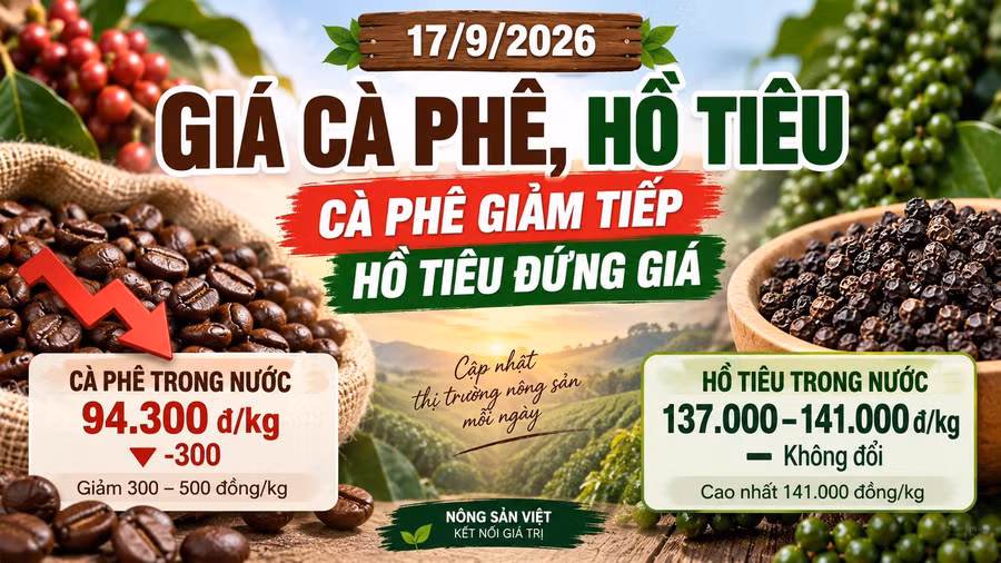 gia-ca-phe-ho-tieu-hom-nay-17-9-2026.jpg