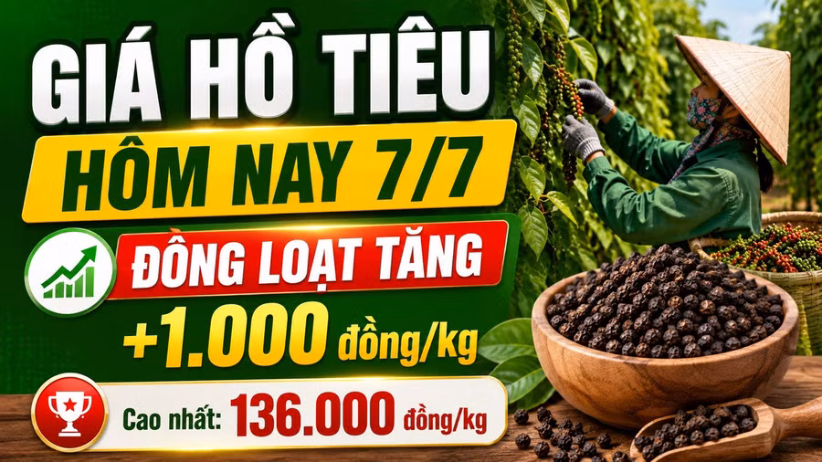 gia-ho-tieu-hom-nay-7-7-2026.jpg