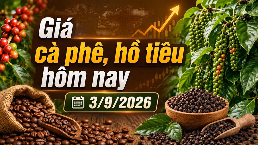 gia-ca-phe-ho-tieu-hom-nay-3-9-2026-6119.jpg