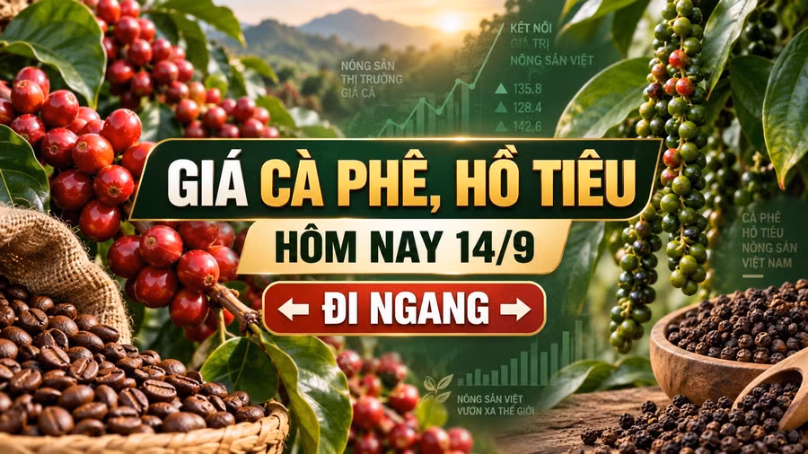 gia-ca-phe-ho-tieu-hom-nay-14-9-2026-1899.jpg
