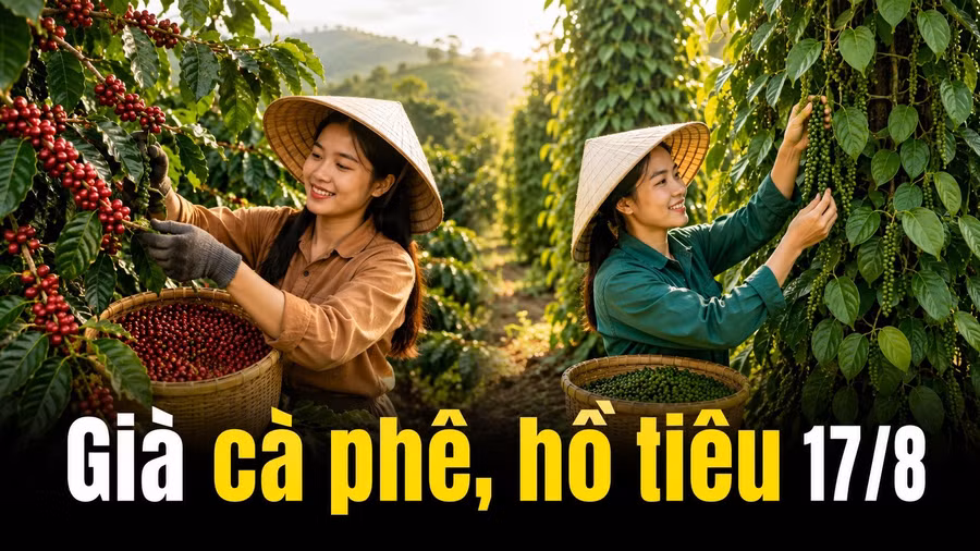 gia-ca-phe-ho-tieu-hom-nay-17-8-2026.jpg