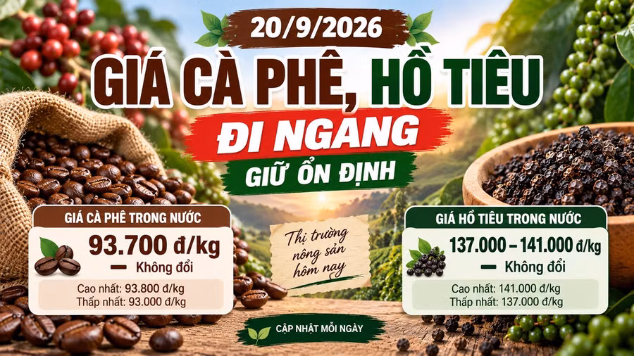 gia-ca-phe-ho-tieu-hom-nay-20-9-2026-791.jpg