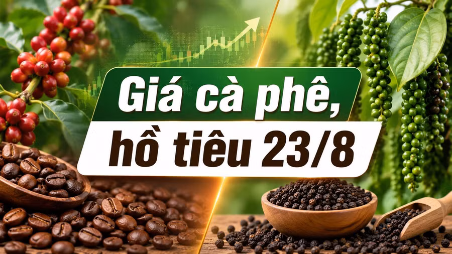 gia-ca-phe-ho-tieu-hom-nay-23-8-2026.jpg