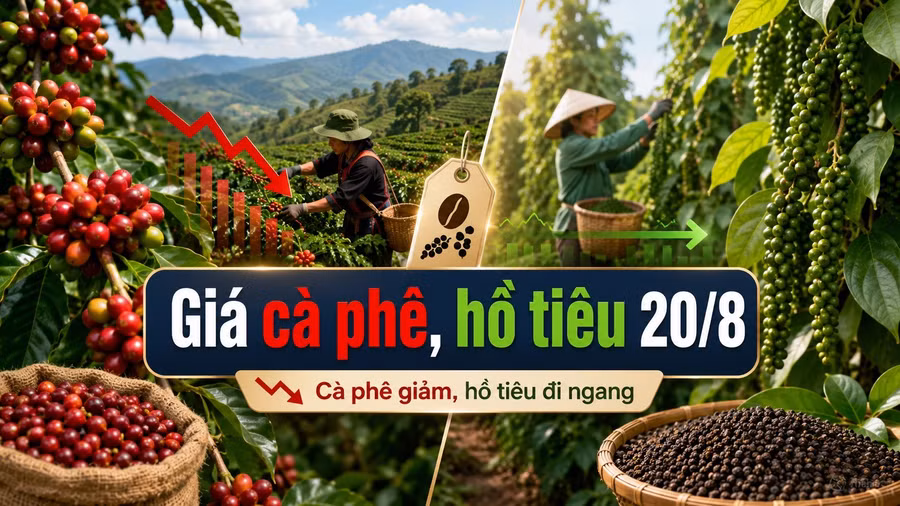 gia-ca-phe-ho-tieu-hom-nay-20-8-2026-3576.jpg