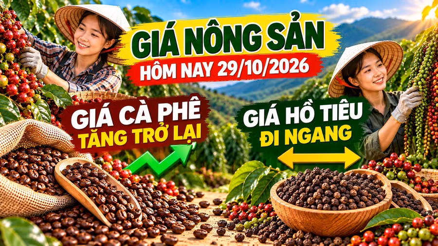 gia-ca-phe-ho-tieu-hom-nay-29-10.jpg