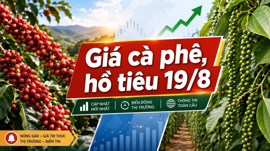 gia-ca-phe-ho-tieu-hom-nay-19-8-2026.jpg