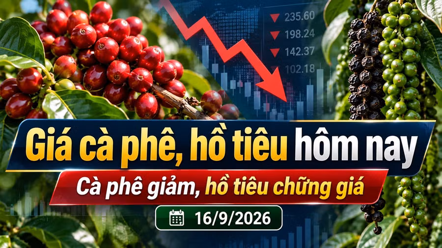 gia-ho-tieu-ca-phe-hom-nay-16-9-2026.jpg