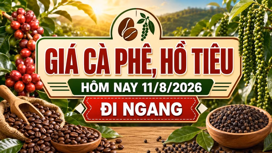 gia-ca-phe-ho-tieu-hom-nay-11-8-2026-8349.jpg