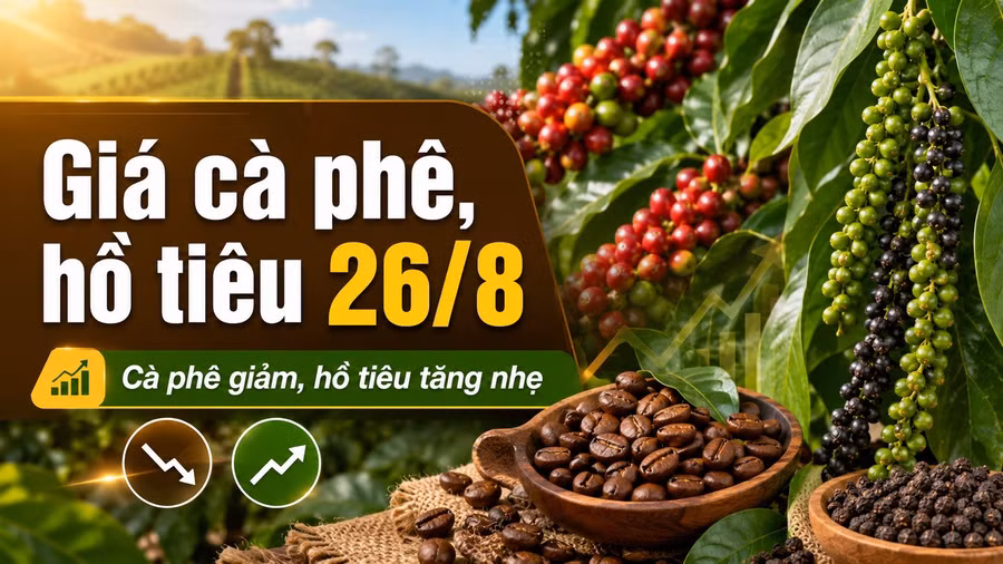 gia-ca-phe-ho-tieu-hom-nay-26-8-2026-2360.jpg