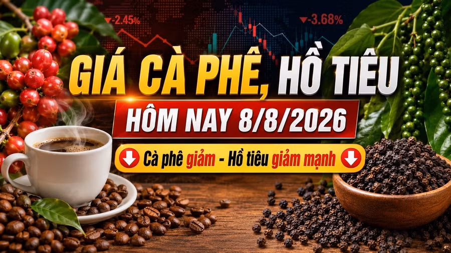 gia-ca-phe-ho-tieu-hom-nay-8-8-2026.jpg
