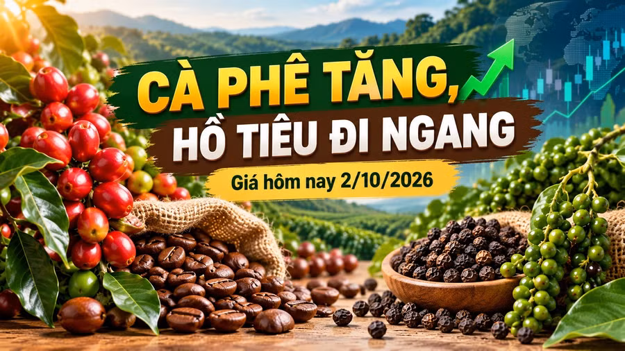 gia-ca-phe-ho-tieu-hom-nay-2-10-2026.jpg