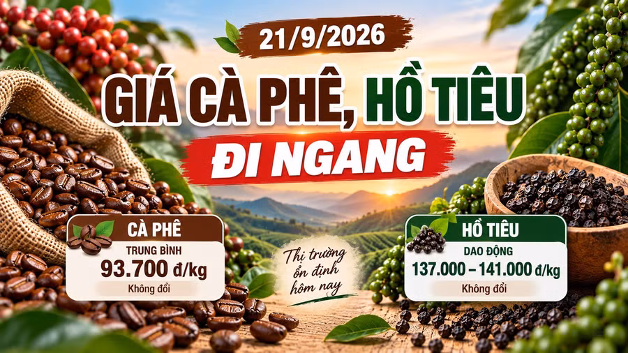 gia-ca-phe-ho-tieu-hom-nay-21-9-2026.jpg