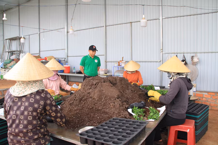toan-bo-gia-the-de-san-xuat-cay-giong-deu-duoc-anh-ngoc-nhap-khau-anh-hh.jpg