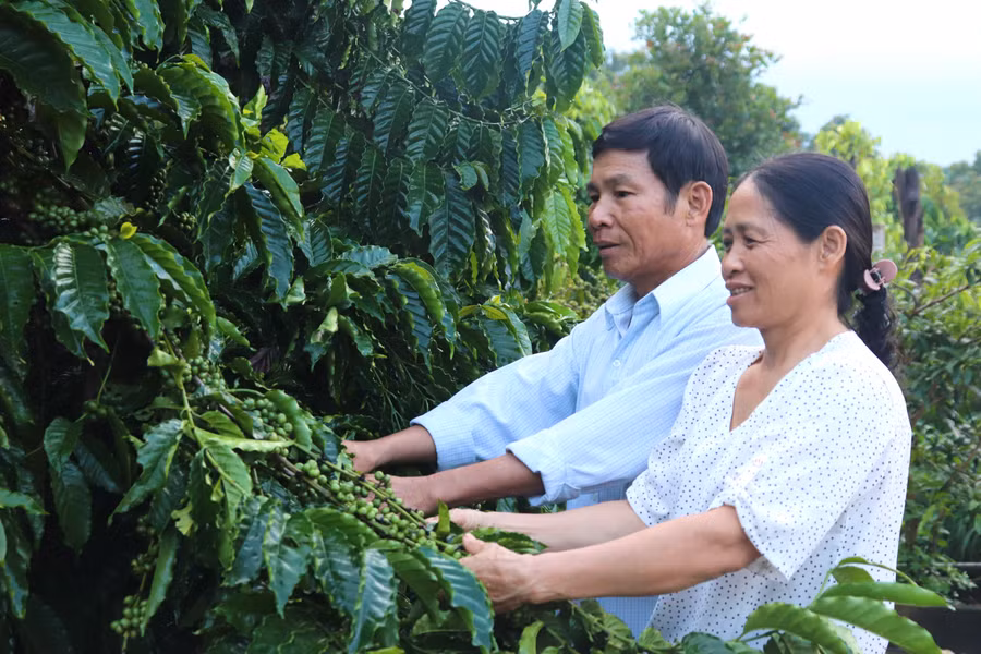 Ông Lộc, bà Linh kiểm tra vườn cà phê của gia đình. Ảnh: Lạc Hà