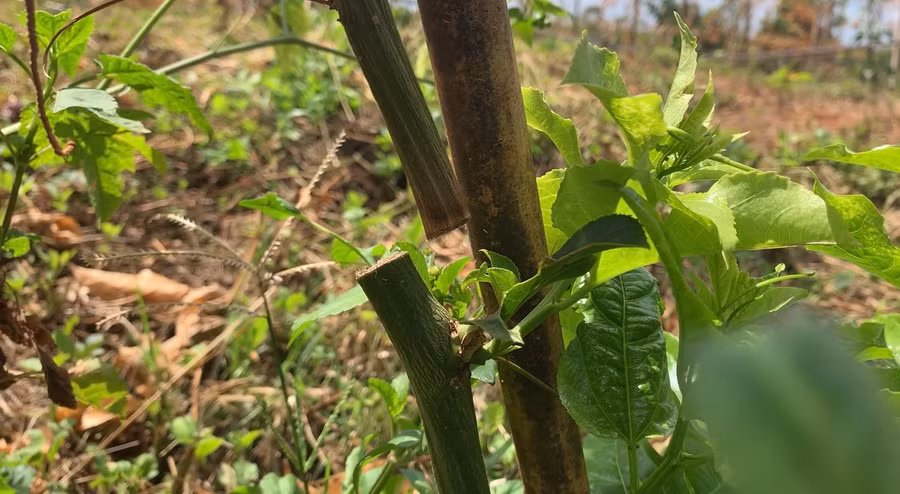 Vết cắt gốc chanh dây do kẻ gian gây ra. Ảnh: R'Ô HOK Vết cắt gốc chanh dây do kẻ gian gây ra. Ảnh: R'Ô HOK