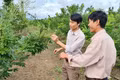 Người tiên phong đưa cây hoa hòe phủ xanh đất cằn Kông Chro