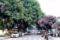 "Chiếc áo xanh" cho Phố núi