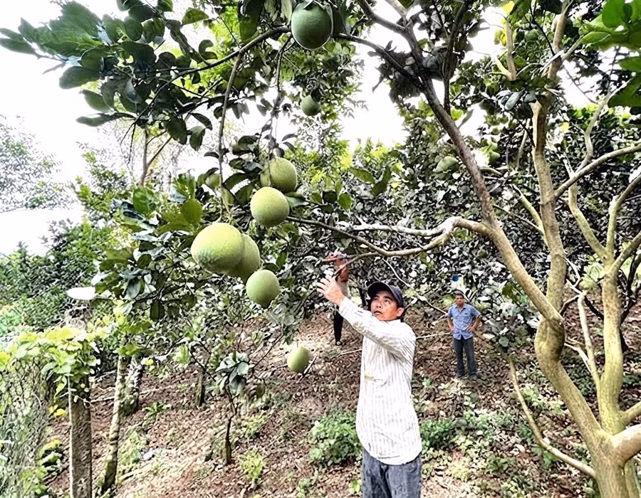 Sản phẩm bưởi da xanh của hộ nông dân liên kết với HTX Nông nghiệp Thanh niên Hoài Ân (xã Hoài Ân). Ảnh: ĐVCC