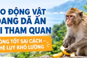 Cho động vật hoang dã ăn khi tham quan: Lòng tốt sai cách, hệ lụy khó lường