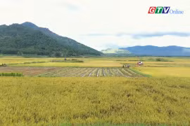 "Mùa thu" trên cánh đồng Ngô Sơn