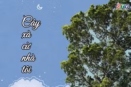 Ngăn ký ức: Cây xà cừ nhà tôi