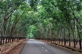 Chi nhánh Ngân hàng Phát triển khu vực Gia Lai-Kon Tum thực hiện chính sách tín dụng đầu tư của Nhà nước