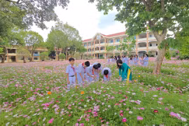 Hơn 1.000 m² hoa sao nhái tô điểm cảnh quan Trường THCS Nguyễn Du. Ảnh: Bá Bính