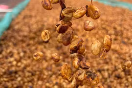 Ngày 3-6, cà phê giữ giá ổn định, hồ tiêu tăng nhẹ 500-1.000 đồng/kg