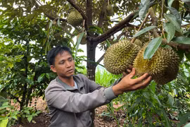 Phó Thủ tướng Chính phủ Hồ Quốc Dũng: Không mở rộng diện tích sầu riêng, tập trung nâng chất lượng