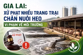 Gia Lai: Xử phạt nhiều trang trại chăn nuôi heo vi phạm về môi trường