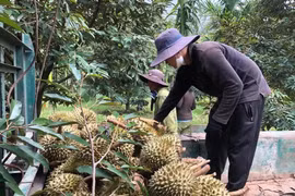 Thái Lan tính thu phí xuất khẩu sầu riêng, Việt Nam có cơ hội tăng thị phần tại Trung Quốc?