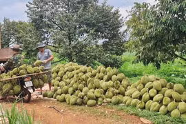 Xuất khẩu hơn 681 triệu USD trong tháng 7, sầu riêng hướng tới kỷ lục 1 tỷ USD/tháng