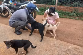 Đak Đoa đẩy nhanh tiêm phòng, ngăn bệnh dại lây lan